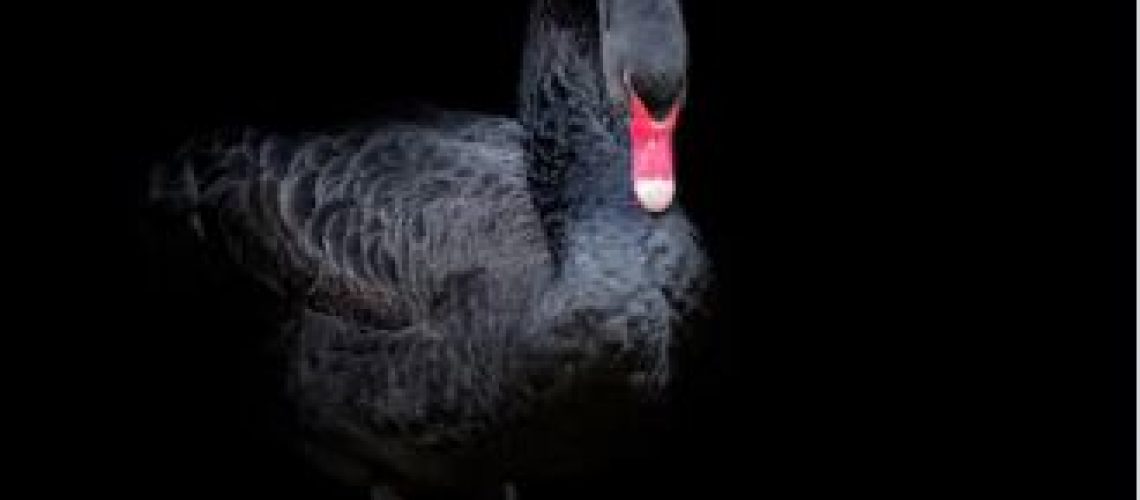 Cisne negro_1